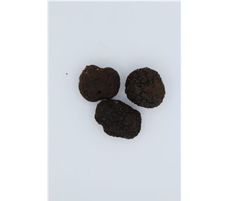 White Truffle precious Tuber Magnatum apennine gr. 50  